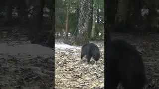 Енотовидная собака, лиса и коты, что засняла фотоловушка.