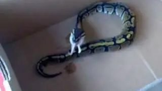 my pet kuma how to eat a rat.wmv