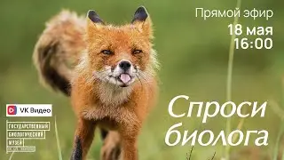 Спроси биолога. Лисы