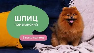 Pomeranian: All About the Breed, Pros and Cons - 