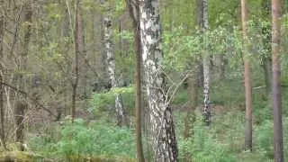 A sounder of wild boars.