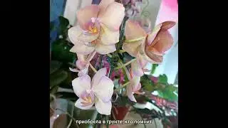 #ОРХИДЕИ
