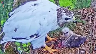 Eagle's Heartbreak: The Painful Struggle of Parenthood After Losing a Chick