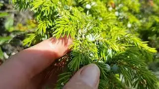 common juniper (Juniperus communis)