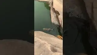 Cobra snake catching a big frog after a brutal fight under water