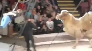 Woman Acrobat in a Circus is Falling From Camel
