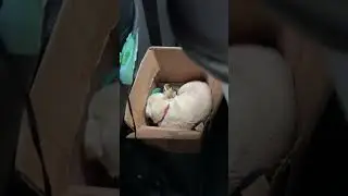 Догадайся почему? #music #remix #beats #dj #hiphop #chihuahua #puppy #собака