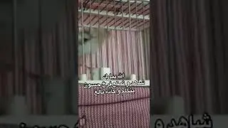 فرخ حسون من السلالة الأصيلة يغرد كأنه بالغ ( الحسون الكوبرية )