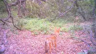Coyote O'Neill Regional Park