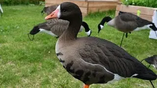 SX Specklebelly Goose Decoys & Canada Goose Fully Flocked Overview and Comparison