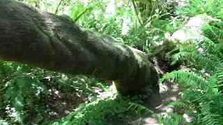Where the tree started to grow?