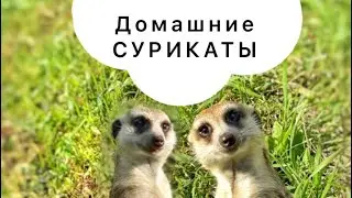 Домашние сурикаты