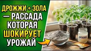 THE SECRET TO STRONG SEEDLINGS: yeast and wood ash—what gardeners won't tell you