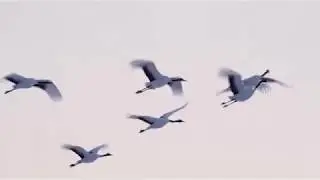напрасные слова
