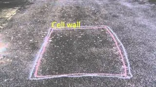 Different cells