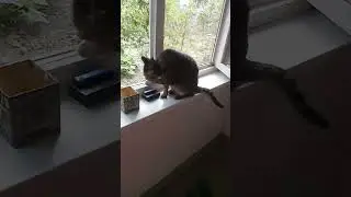Утро #кота Моти 2#сентября