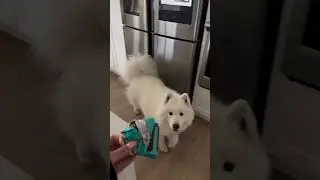 Do this to train your dog for perfect recall 🍪