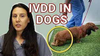 Intervertebral Disc Disease (IVDD) in Dogs  - Causes, Diagnosis, and Treatment