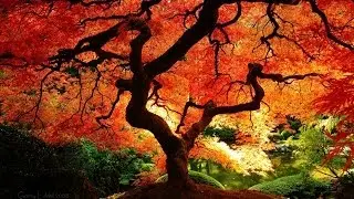 Beautiful Autumn, Vivaldi - Autumn 비발디(가을) HD