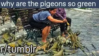 r/tumblr | Why are the pigeons green??