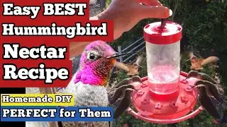 How to Make Hummingbird Nectar Recipe FOOD DIY PERFECT for Feeder to Attract Hummingbirds FAST/EASY