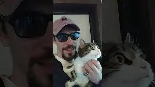 Коты и мистика. 