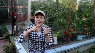 Томаты в августе: обрезка листьев, прищипка верхушки, опрыскивание. Почему трескаются помидоры