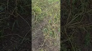 Картошка пала под натиском фитофторы!