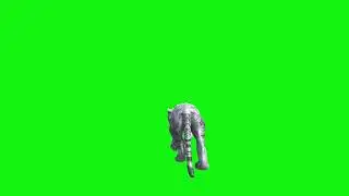 tiger green screen video footage back walk b