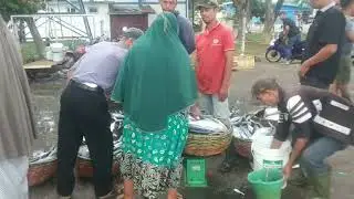 Daily Authentic Traditional Fish Market Scenes || Best Fishing Videos