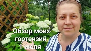 My hydrangeas. A walk around the dacha, July 1