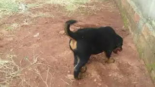 Bella, Rottweiler  3 meses .
