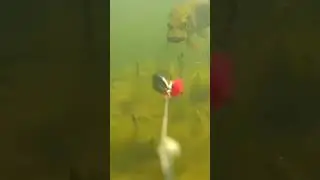Pike
