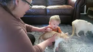 Chores and New Kittens