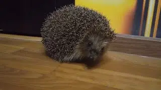 5 минут снимаю ежа