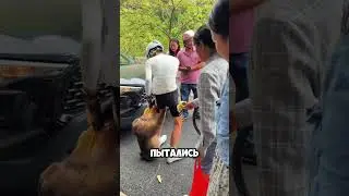Обезьяна напала на велосипедиста 🫣😅