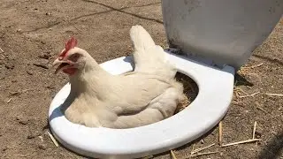 Süper Fikirler Eski Klozet Kapağından Tavuk Folluk Yapımı