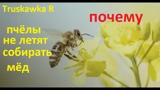 #Bees
