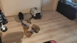 Как отучить собаку писать дома