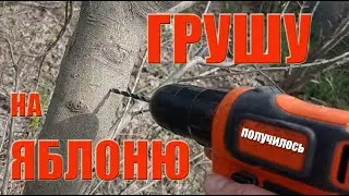 ✿ПРИВИВКА ДРЕЛЬЮ✿ ЯБЛОНЮ НА ГРУШУ и НАОБОРОТ