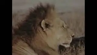 Bull Elephant vs Lion Pride - Lion Pride doesn't stand a chance.