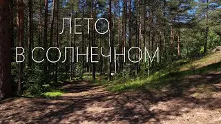 ЛЕТО В СОЛНЕЧНОМ _ ЛЕС _ СОЛНЕЧНОЕ _ КУРОРТНЫЙ РАЙОН _ ПЕТЕРБУРГ