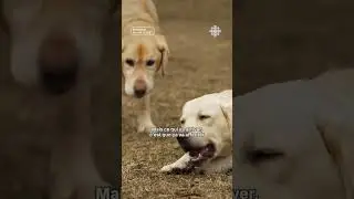 Restreindre la frontière aux animaux