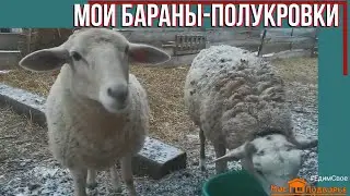 #ЛюблюБаранов