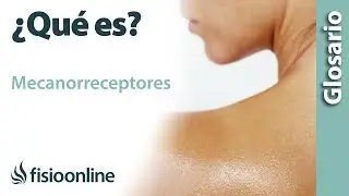 MECANORRECEPTORES | Qué es, dónde se encuentran, cuál es su función e importancia