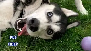 Cute HUSKY Play Turns Into ZOOMIES!