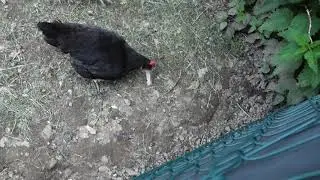Myš a sousedovy slípky.