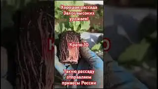 Супер урожай ! Клубника Крапо 10 . Рассада почтой