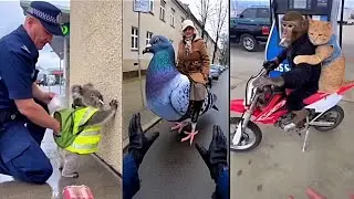 AI Animals Videos Are Getting Out Of Control - Sora 2 Edition  