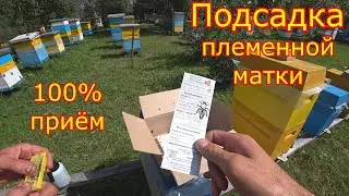 ПЛЕМЕННОЙ МАТЕРИАЛ! Подсадка на лупящийся расплод!
